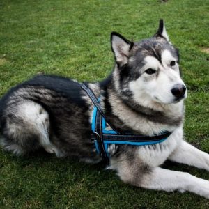 AllForDogs AllForDogs Klasyczne szelki norweskie Niebieski S - 1 zdjęcie