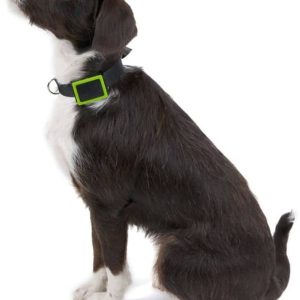 Altranet Weenect GPS Tracker dla psów, czarny i zielony, 7810 - 1 zdjęcie