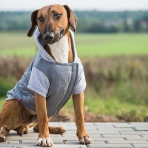 Ami Play Kurtka z Kapturem Boston długość 33cm Szara - 1 zdjęcie
