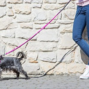 Ami Play Smycz regulowana 6 in 1 Twist - 1 zdjęcie