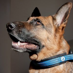dr Seidla AllForDogs AllForDogs Sportowa półzaciskowa Czerwona L - 1 zdjęcie