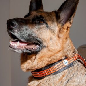 dr Seidla AllForDogs AllForDogs Sportowa półzaciskowa Czerwona M - 1 zdjęcie