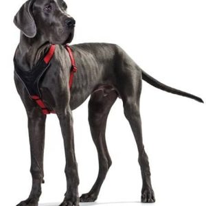Hunter szelki harness neopren w czerwono-czarnym odcieniu 53-65 cm, 20 mm - 1 zdjęcie