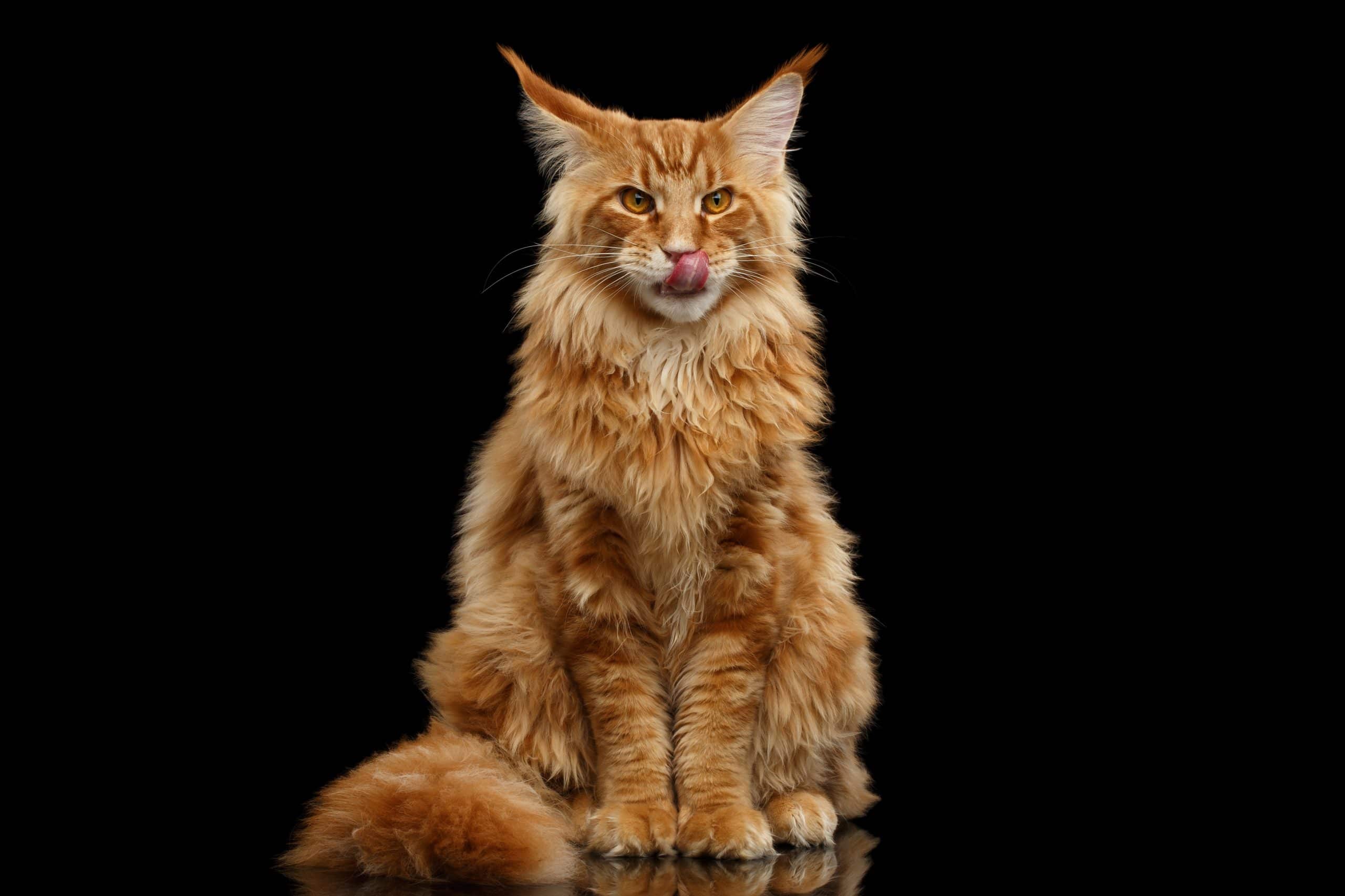maine coon dorosly