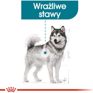 Royal Canin CCN Maxi Joint Care 3 kg - 1 zdjęcie