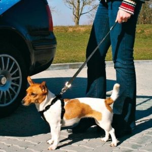 Trixie Smycz do szelek samochodowych 4570 cm/30 mm [1284] - 1 zdjęcie