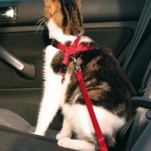 Trixie Szelki samochodowe dla kota [1294] MS_7367 - 1 zdjęcie
