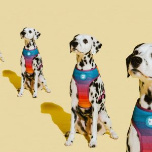 ZEE DOG Zee Dog Szelki dla psa Air Mesh Prisma Tęczowa Air Mesh S - 1 zdjęcie