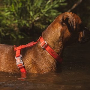 ZEE DOG ZEE DOG Szelki wodoodporne dla psa NEOPRO TANGERINE roz. XS - 1 zdjęcie