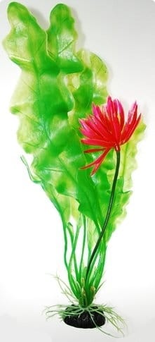 Hailea Roślina akwariowa Onowodek kwitnący 30 cm - 1 zdjęcie