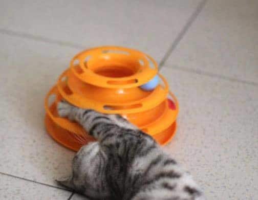 Mersjo Zabawka dla kota wieża z piłeczkami QQQTY-015-01 - 5 zdjęcie