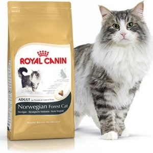 Royal Canin Norwegian Forest Adult 0,4 kg - 1 zdjęcie