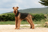 Airedale terrier