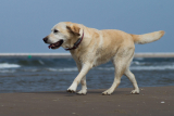 Akbash dog