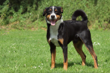 Appenzeller