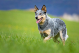Australian cattle dog
