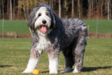 Bearded collie
