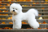 Bichon frise