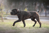 Boerboel