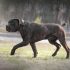 Rhodesian ridgeback