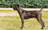 Cane Corso