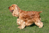 Cocker spaniel angielski