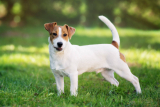 Jack Russell Terrier