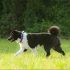 Kelpie