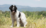 Landseer