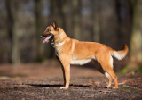 Owczarek belgijski Malinois