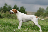 Pointer