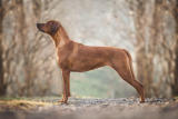 Rhodesian ridgeback