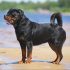 Dog niemiecki
