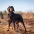 Kelpie
