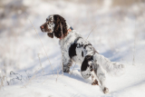 Springer spaniel angielski