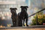 Staffordshire bull terrier