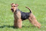 Terier walijski