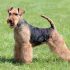 Airedale terrier