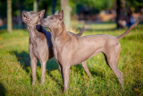 Thai ridgeback