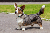 Welsh Corgi Cardigan