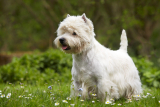 West highland white terrier