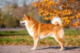 Akita