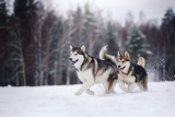 Alaskan malamute