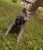 all for cats ALL FOR CATS Sportowe szelki Czarne S dla kota