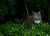 all for cats ALL FOR CATS Sportowe szelki Niebieski S dla kota