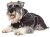 Ancol ancol Pet Products błotniste Paws psy pikowana płaszcz, s, czarny 980214