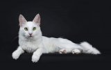 Angora turecka