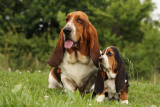 Basset hound