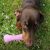 Beco Pet’s beco kość l (22 cm) różowa