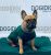Bluza ubranko dres dla psa ocieplany czerwony M